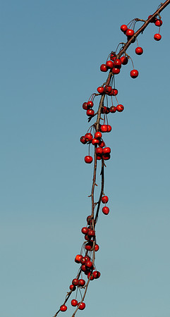 Hanging red berries