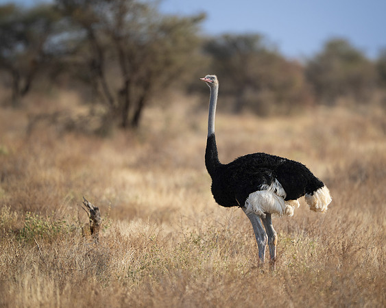 Somali Ostrich