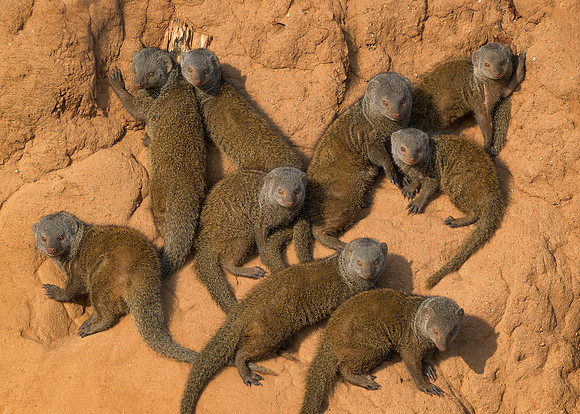 Mongooses