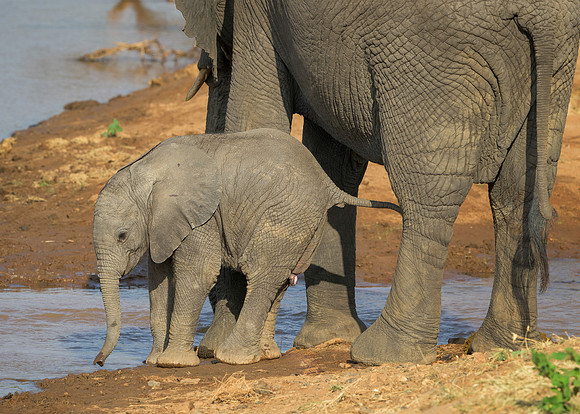 Baby Elephant