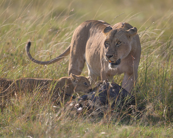 Lioness