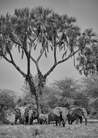 Elephants