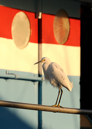 Patriotic egret