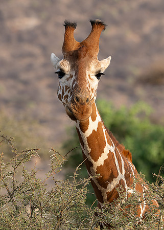 Reticulated Giraffe