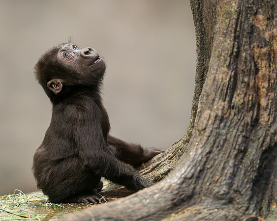 Infant gorilla