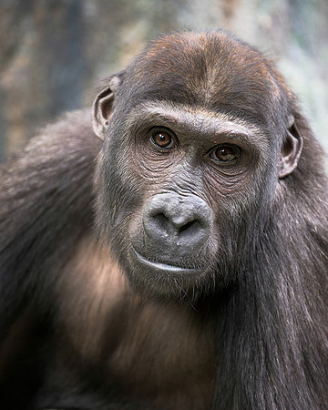 Western lowland gorilla