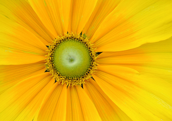 African marigold