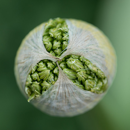 Onion bulb