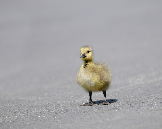 Gosling