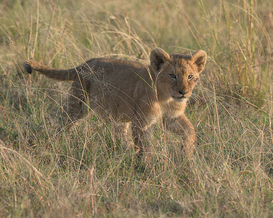 Lion Cub