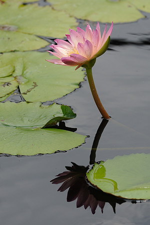 Tropical waterlily
