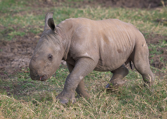 Baby White Rhinoceroses