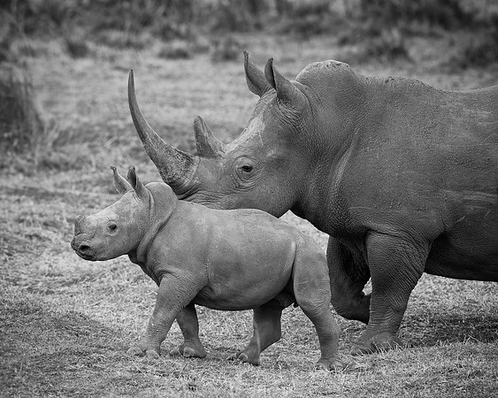 White Rhinoceroses
