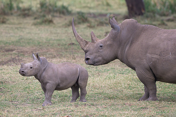 White Rhinoceroses