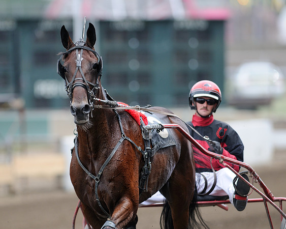 Horse with jockey