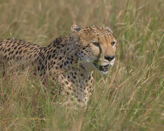 Cheetah