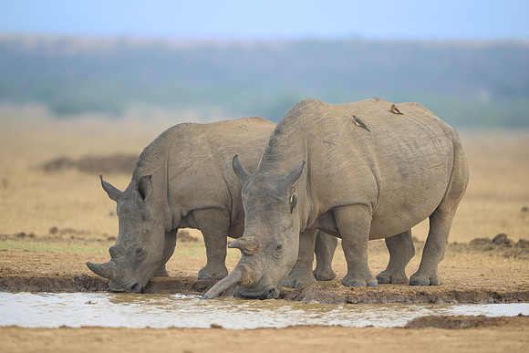 White Rhinoceroses