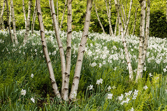 Daffodils and birch