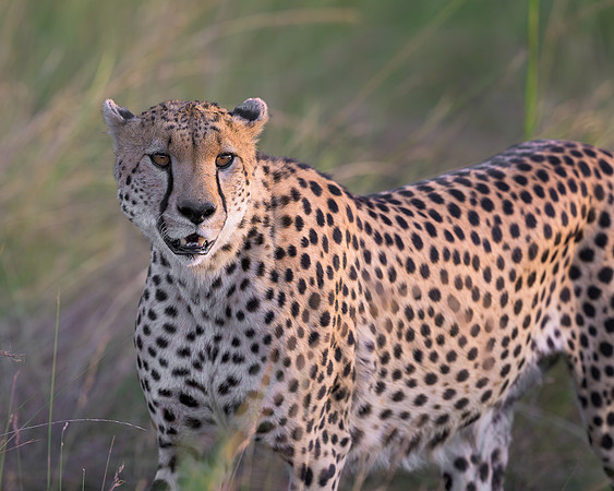 Cheetah