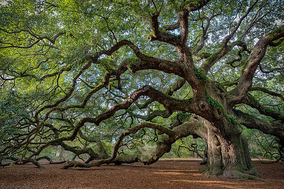 Angel Oak Tree