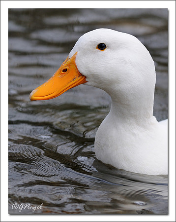 Duck