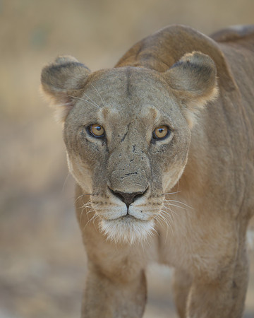 Lioness