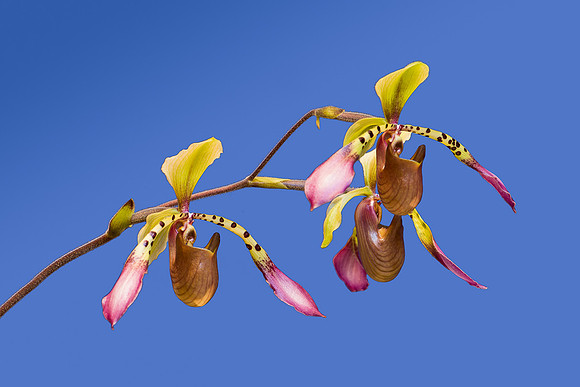 Pair of orchids