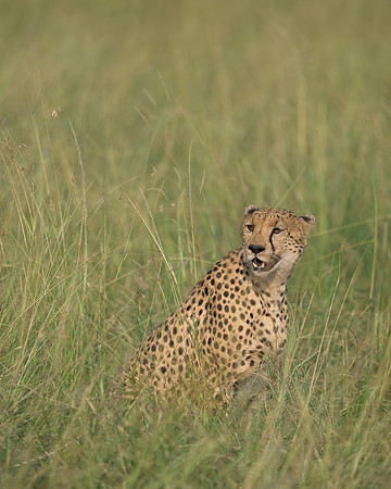 Cheetah