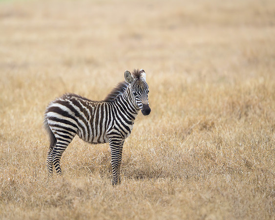 Baby Zebra