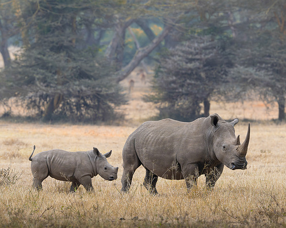Rhinoceros