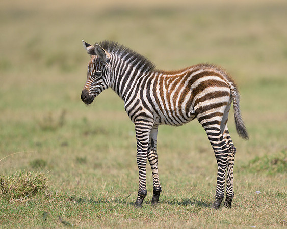 Baby Zebra
