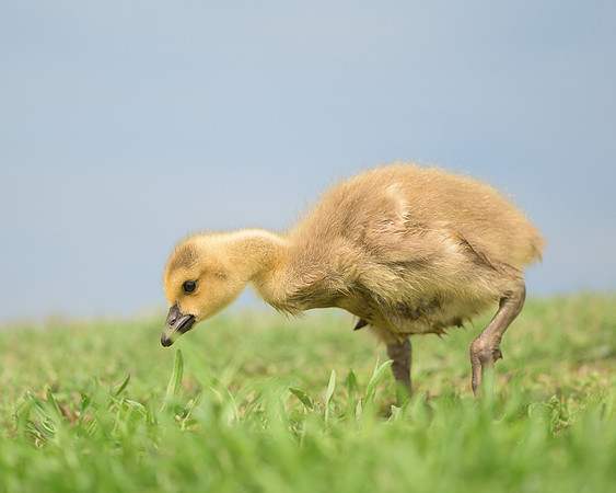 Gosling