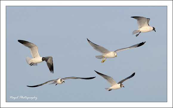 Five in flight