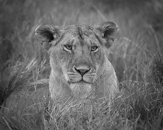 Lioness