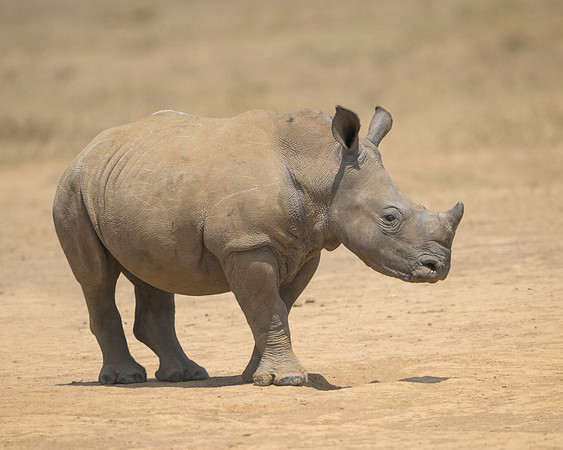 Baby White Rhinoceros