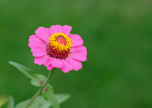 Pink flower