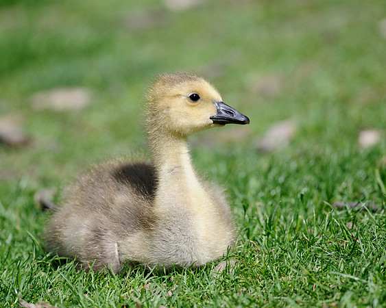 Gosling