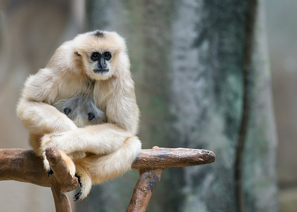 White-cheeked gibbon