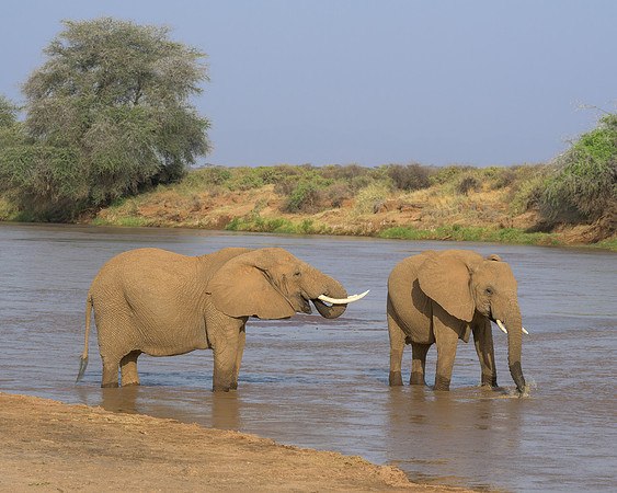 Elelphant Crossing River