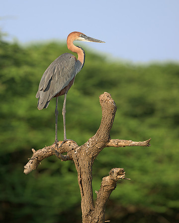 Heron on Bare Tree