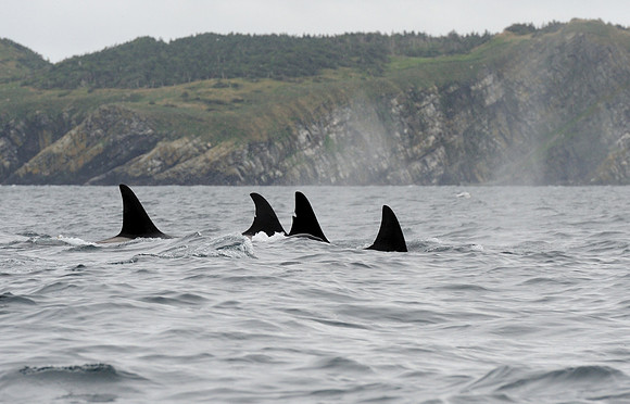 Four fins