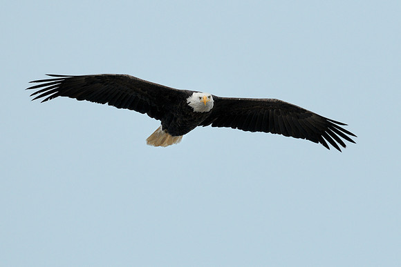 American eagle