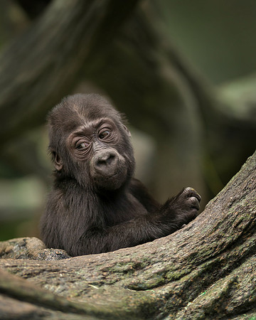 Infant gorilla