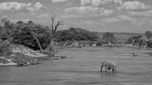 African Elephant