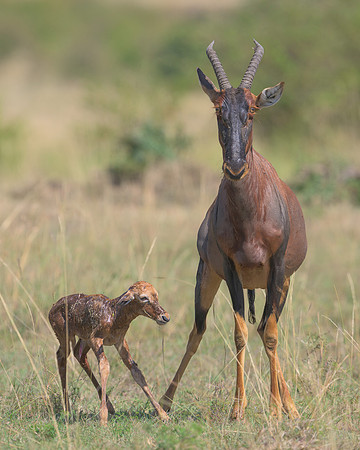 Topi with Calf