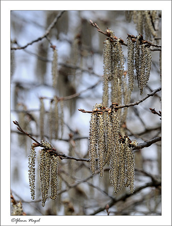 Remnants of winter