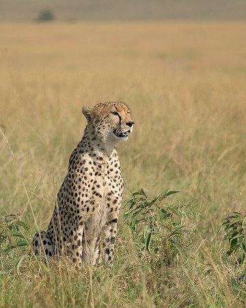 Cheetah