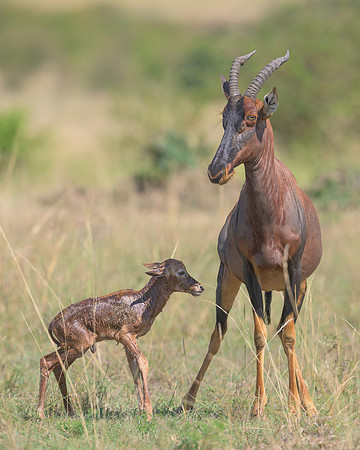 Topi with Calf