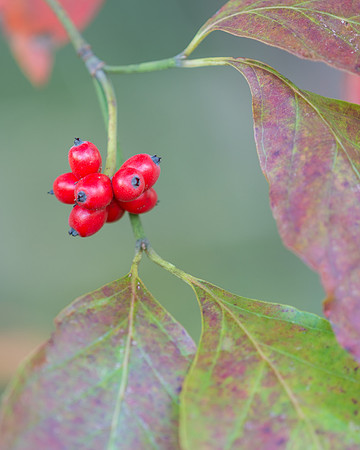 Hanging berries