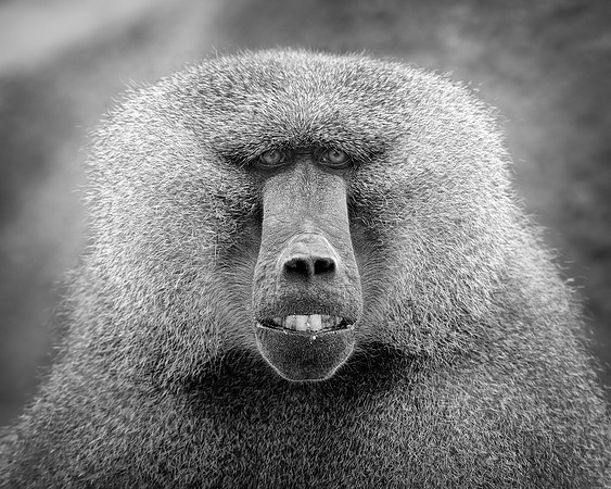 Baboon